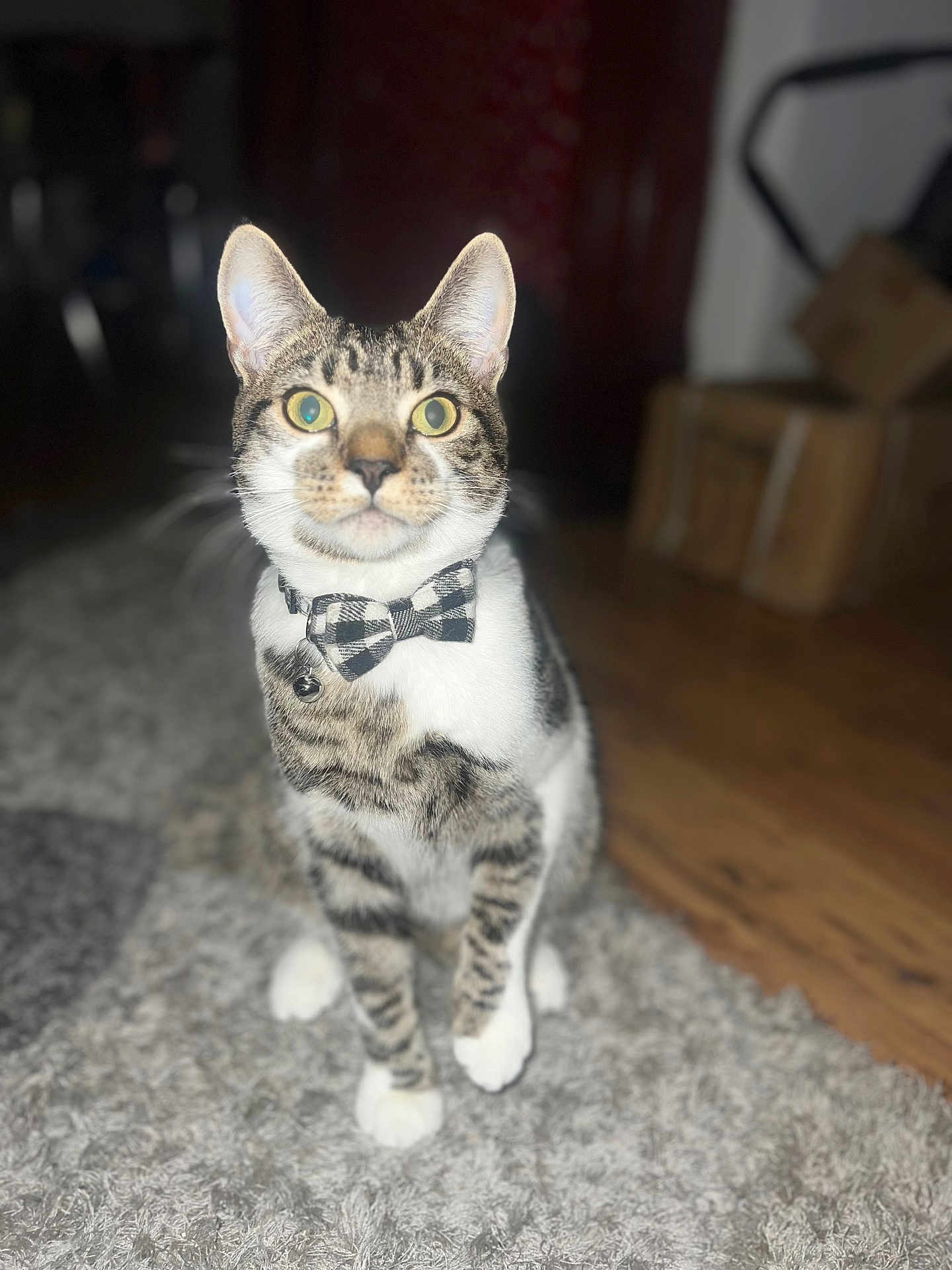 Rocky is registered to the contest to win money with this photo: cat, tabby, bow_tie, pet, indoor, carpet, floor, wooden_floor, sitting, curious, animal, domestic, feline, whiskers, ears, eyes, collar, bell, blurred_background, household