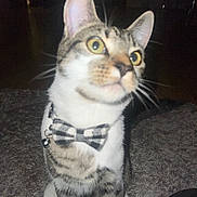 Rocky is registered to the contest to win money with this photo: cat, tabby, bow_tie, pet, indoor, carpet, curious, animal, whiskers, feline, striped, close_up, collar, domestic_cat, cute, alert, ears, fur, mammal, portrait