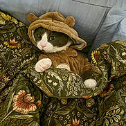 Pomelo is registered to the contest to win money with this photo: animal, bear_ears, blanket, brown, cat, comfort, costume, couch, cozy, cute, floral_pattern, fur, green, hood, indoor, paws, pet, relaxed, whiskers, white