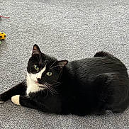 Patches is registered to the contest to win money with this photo: animal, black_and_white, carpet, cat, curious, cute, domestic_cat, feline, floor, fur, green_eyes, indoor, laying_down, pet, pillow, portrait, relaxed, toy, tuxedo_cat, whiskers