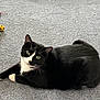 animal, black_and_white, carpet, cat, curious, cute, domestic_cat, feline, floor, fur, green_eyes, indoor, laying_down, pet, pillow, portrait, relaxed, toy, tuxedo_cat, whiskers