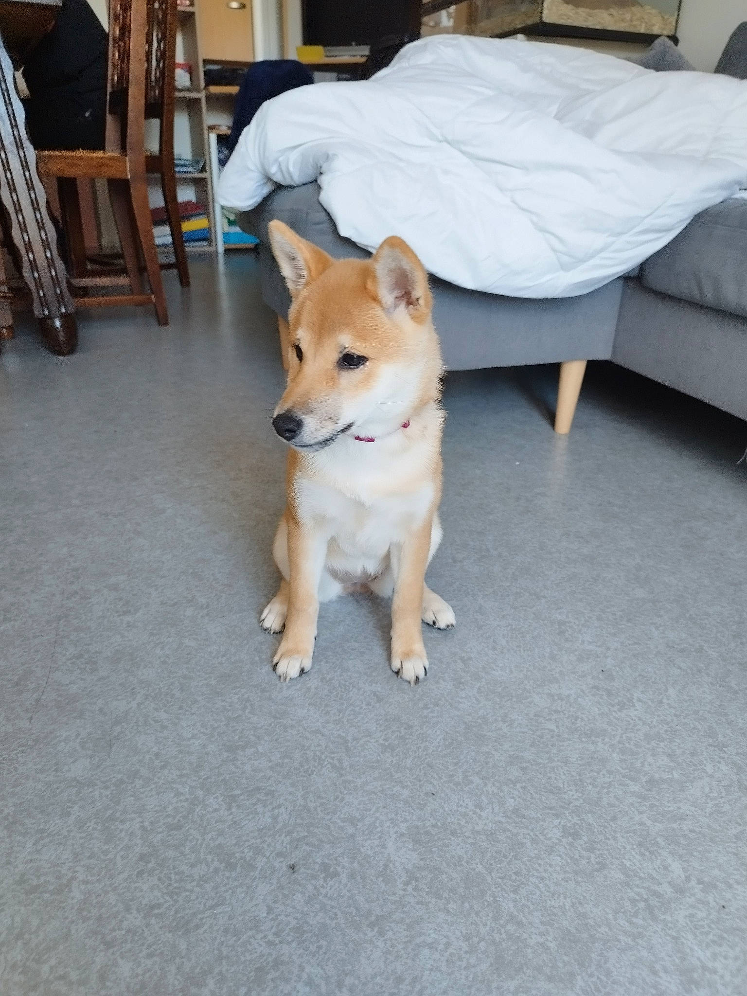 Ruby a rejoint le concours — aidez-le/la à gagner de superbes lots ! canidae, carnivore, chair, collar, comfort, companion_dog, dog, dog_breed, fawn, floor, flooring, hardwood, paw, road_surface, snout, sporting_group, table, tail, wood, working_animal