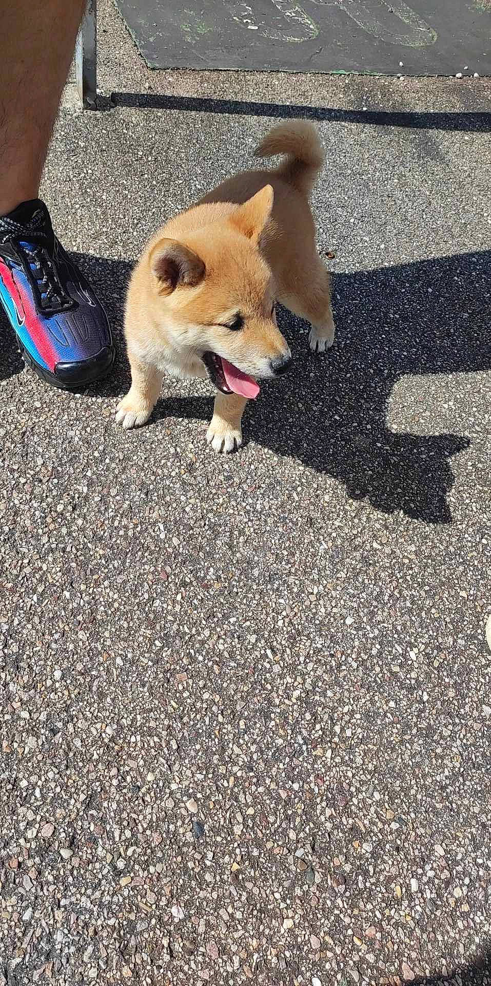Ruby participe au concours pour gagner de l'argent avec cette photo : asphalt, carnivore, companion_dog, dog, dog_breed, dog_supply, fawn, flooring, foot, german_spitz_mittel, human_leg, road, road_surface, sidewalk, soil, spitz, sporting_group, tail, toy_dog, working_animal