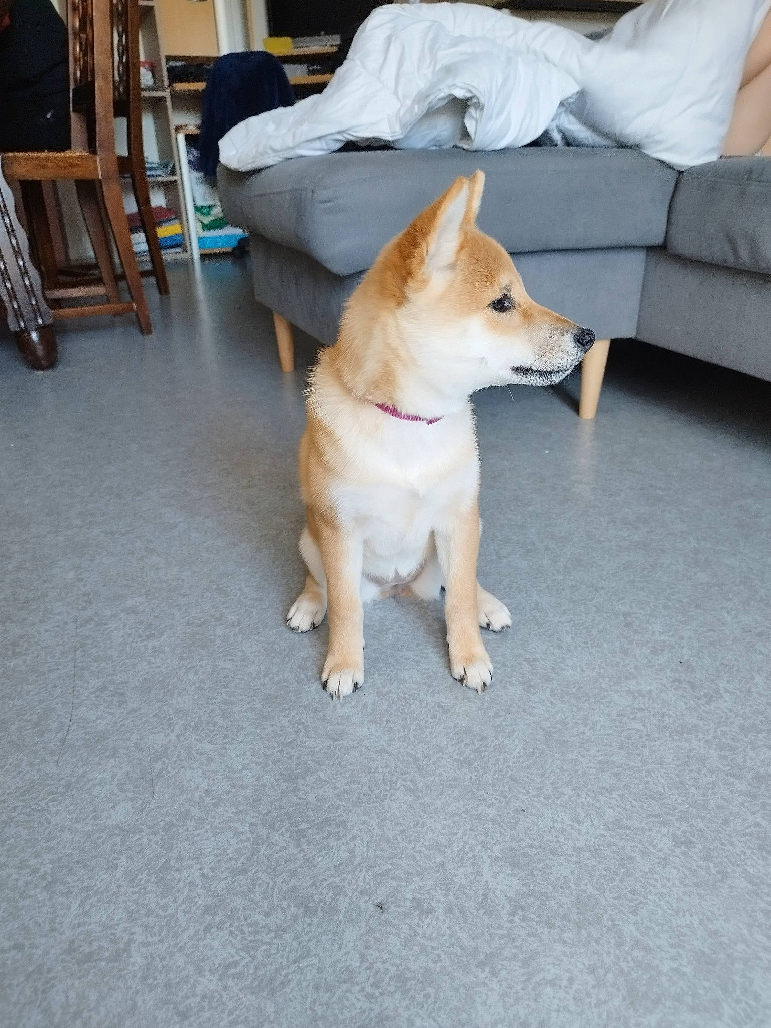 Ruby participe au concours pour gagner de l'argent avec cette photo : carnivore, chair, collar, comfort, companion_dog, couch, dog, dog_breed, dog_supply, fawn, flooring, hardwood, paw, road_surface, room, snout, sporting_group, tail, wood, working_animal