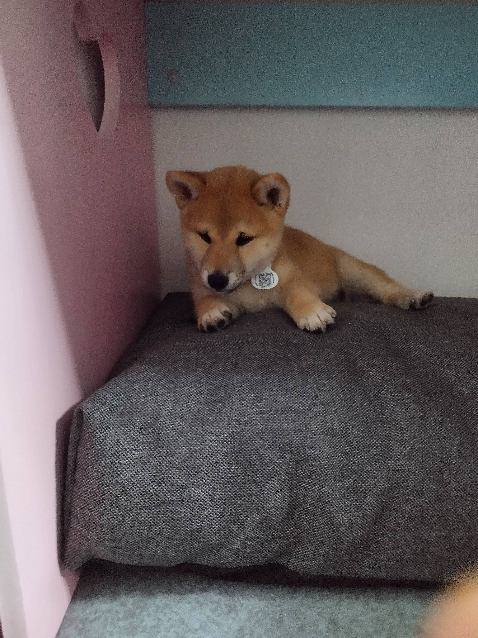 Ruby a rejoint le concours — aidez-le/la à gagner de superbes lots ! bed, canidae, carnivore, chair, comfort, companion_dog, dog, dog_breed, fawn, floor, flooring, hardwood, linens, plywood, room, snout, sporting_group, table, tail, wood