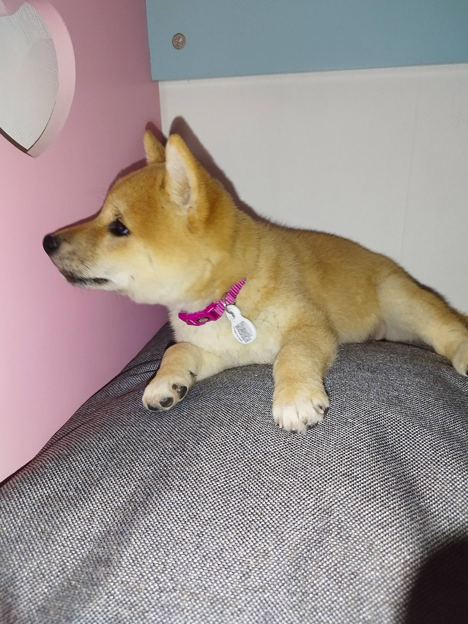 Ruby participe au concours pour gagner de l'argent avec cette photo : ancient_dog_breeds, canidae, carnivore, collar, companion_dog, dingo, dog, dog_breed, dog_supply, fawn, fur, non_sporting_group, paw, puppy, snout, spitz, sporting_group, tail, whiskers, working_animal