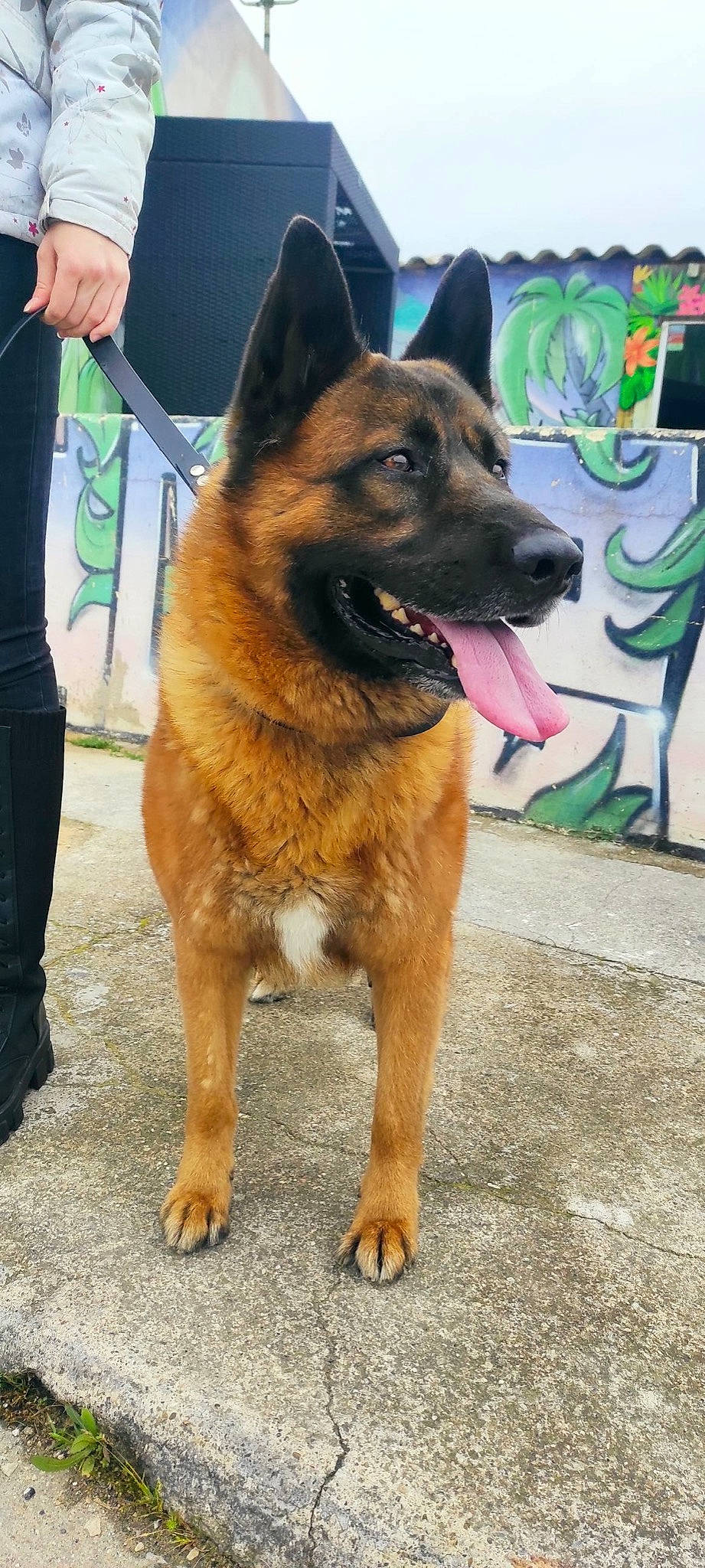 Filou participe au concours pour gagner de l'argent avec cette photo : belgian_shepherd_malinois, carnivore, collar, companion_dog, dog, dog_breed, door, east_european_shepherd, fur, german_shepherd_dog, herding_dog, king_shepherd, law_enforcement, old_german_shepherd_dog, snout, window, working_animal, working_dog