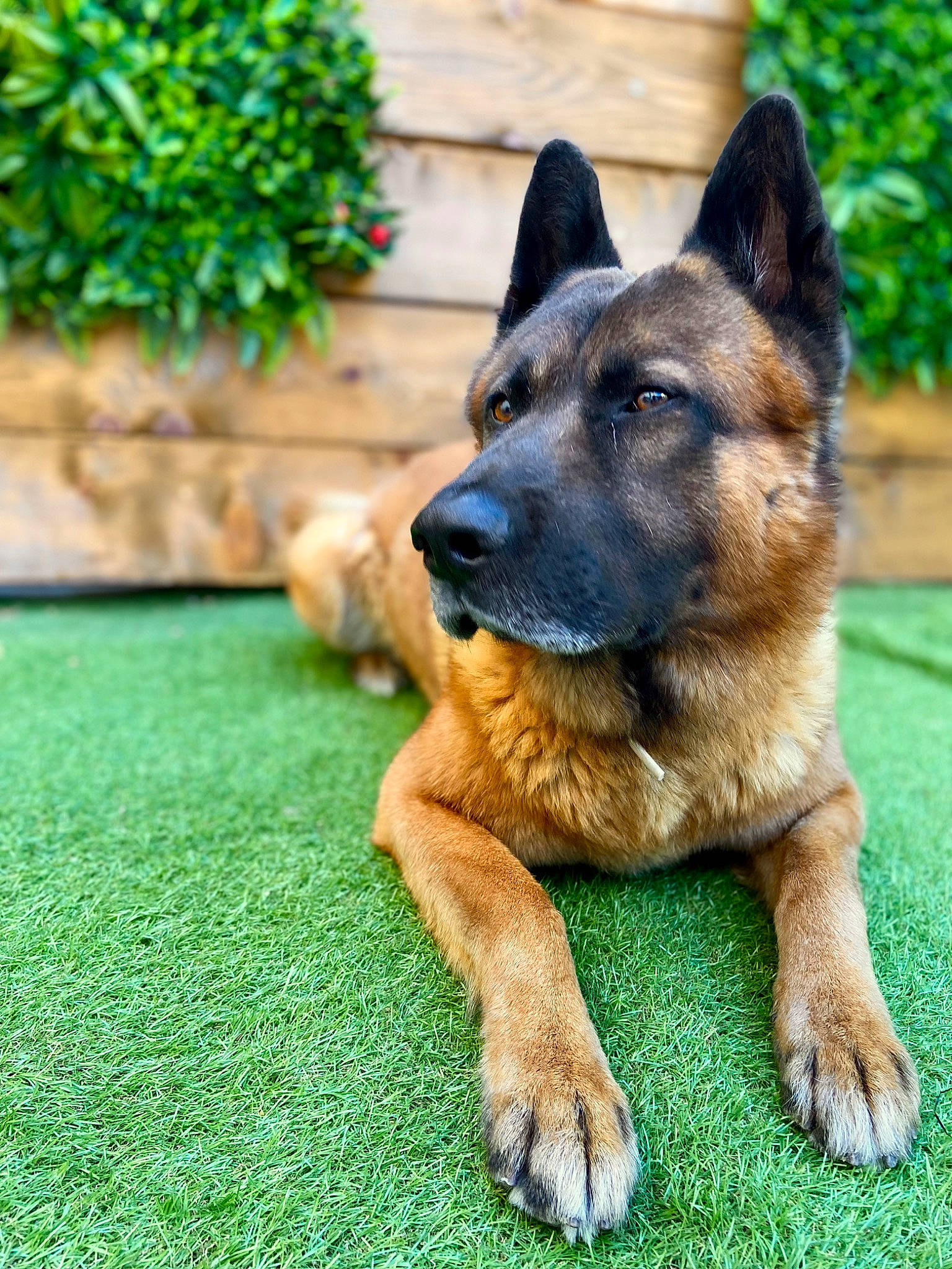 Filou a rejoint le concours — aidez-le/la à gagner de superbes lots ! ancient_dog_breeds, canidae, carnivore, companion_dog, dog, dog_breed, east_european_shepherd, fawn, fur, german_shepherd_dog, grass, groundcover, herding_dog, king_shepherd, plant, snout, sporting_group, terrestrial_animal, working_animal, working_dog
