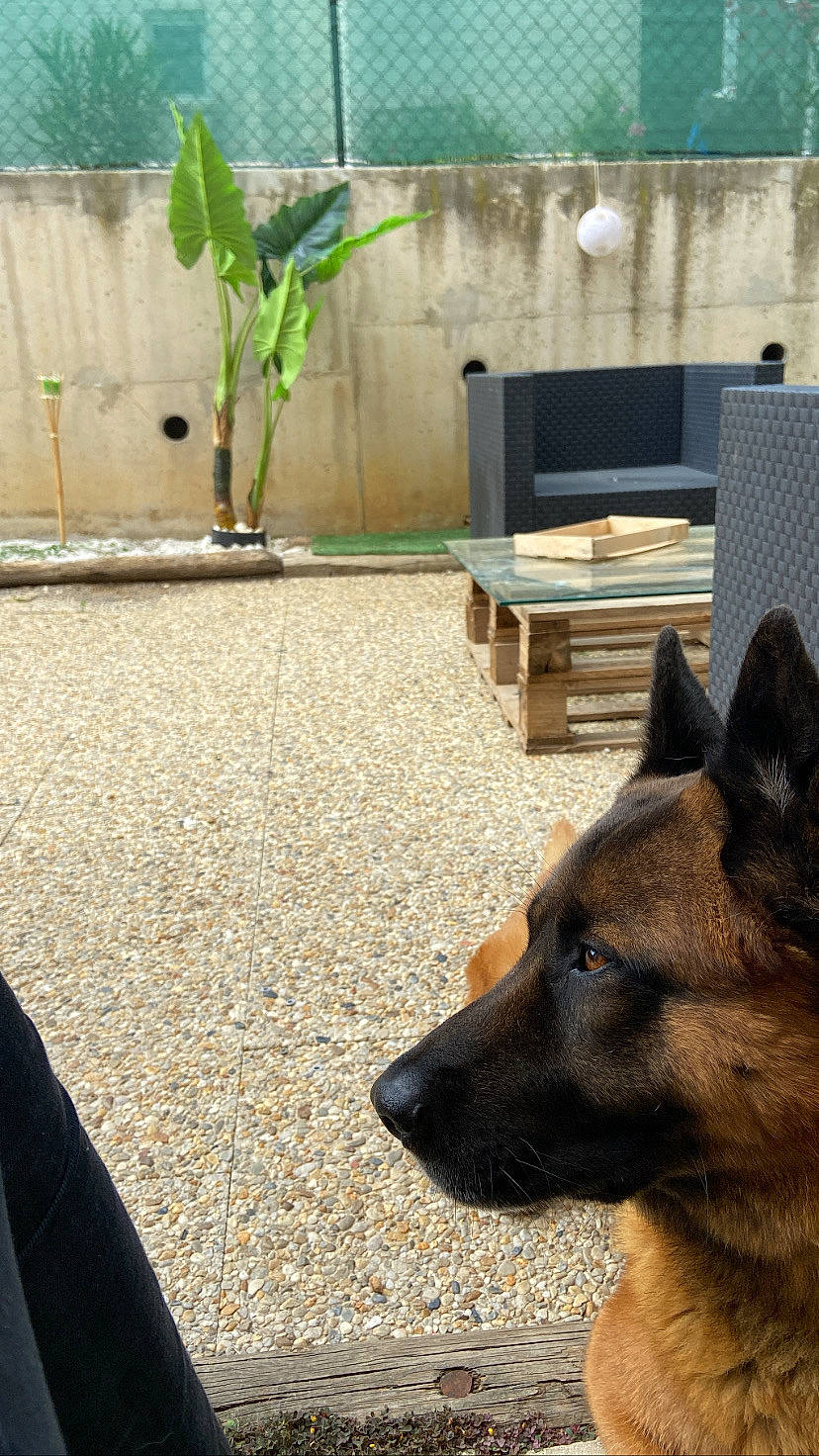 Filou a rejoint le concours — aidez-le/la à gagner de superbes lots ! canidae, carnivore, companion_dog, dog, dog_breed, fawn, flooring, german_shepherd_dog, grass, herding_dog, house, king_shepherd, plant, snout, sporting_group, tail, tints_and_shades, tree, wood, working_animal