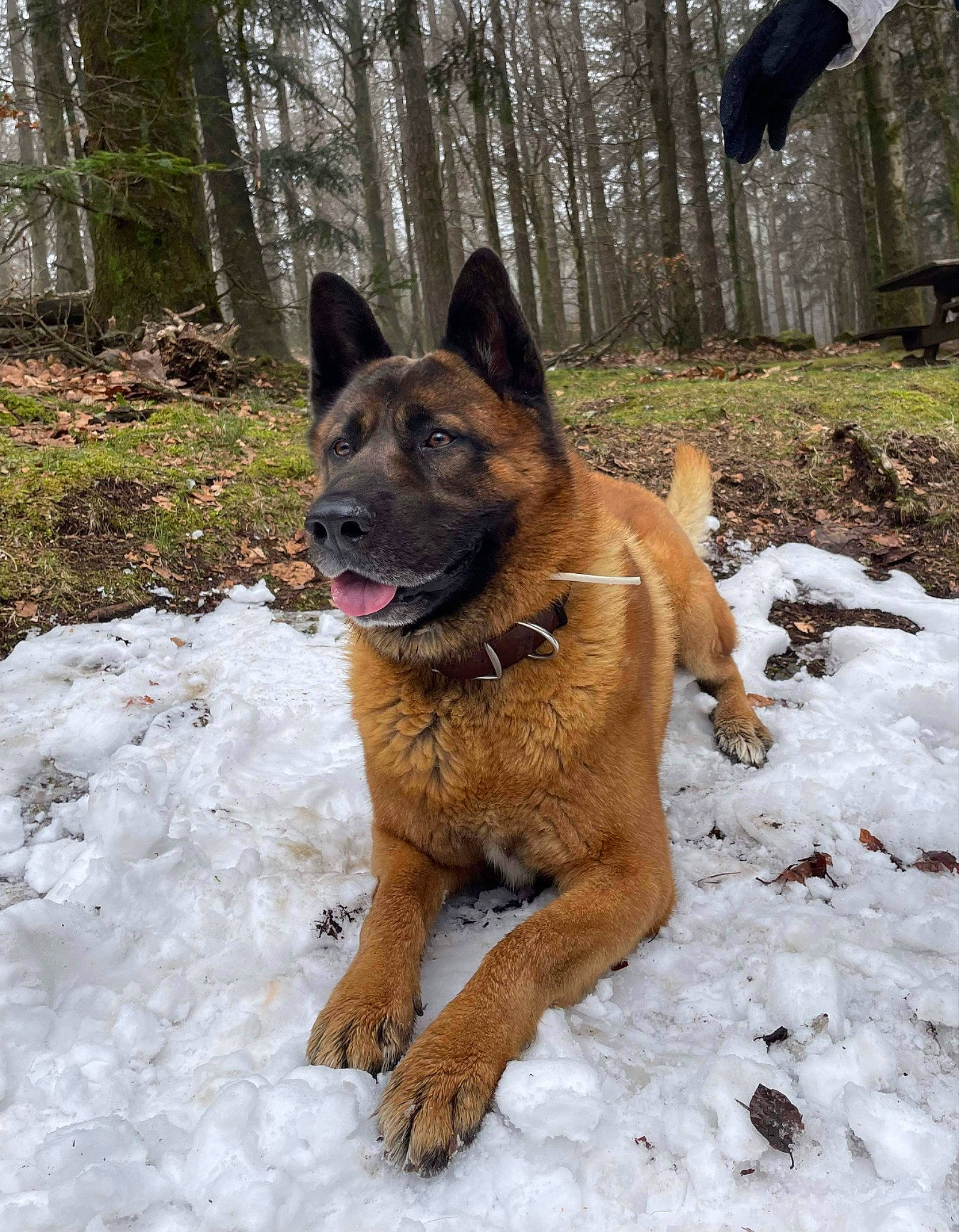 Filou participe au concours pour gagner de l'argent avec cette photo : canidae, carnivore, collar, companion_dog, dog, dog_breed, east_european_shepherd, fawn, german_shepherd_dog, herding_dog, old_german_shepherd_dog, plant, snout, snow, sporting_group, terrestrial_animal, tree, winter, working_animal, working_dog