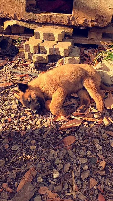 Filou participe au concours pour gagner de l'argent avec cette photo : big_cats, carnivore, dog, dog_breed, fawn, felidae, fur, landscape, livestock, plant, rock, shadow, snout, soil, street_dog, tail, terrestrial_animal, tints_and_shades, wildlife, wood