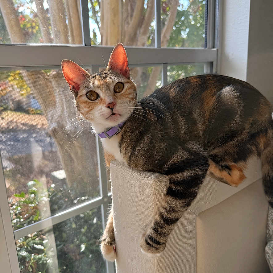 Pickles joined the competition — help win amazing prizes! cat, tabby_cat, indoor, window, couch, furniture, sunlight, pet, animal, curious, striped_fur, domestic_cat, relaxed, looking_at_camera, daylight, home, cozy, sitting, ears_up, whiskers