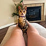 Pickles is registered to the contest to win money with this photo: cat, tabby_cat, purple_collar, legs, person, ottoman, living_room, fireplace, television, plant, flooring, wall, furniture, indoor, pet, sitting, curious, cozy, home, relaxation