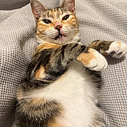 Pickles joined the competition — help win amazing prizes! cat, calico_cat, pet, animal, feline, lying_down, blanket, texture, paw, fur, whiskers, indoor, cute, relaxed, looking_at_camera, close_up, mammal, playful, resting, domestic_animal