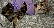Pickles is registered to the contest to win money with this photo: cat, bed, blanket, patterned, purple_shirt, pet_clothing, fur, whiskers, relaxed, indoor, resting, animal, cute, tabby, striped, paws, ears, sleepy, cozy, feline