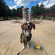 Sweetie joined the competition — help win amazing prizes! bench, blue_sky, children, clouds, concrete, dog, grass, green_harness, happy_dog, leash, outdoor, park, people, playful, sidewalk, summer, sunny, toy, trees, water_fountain