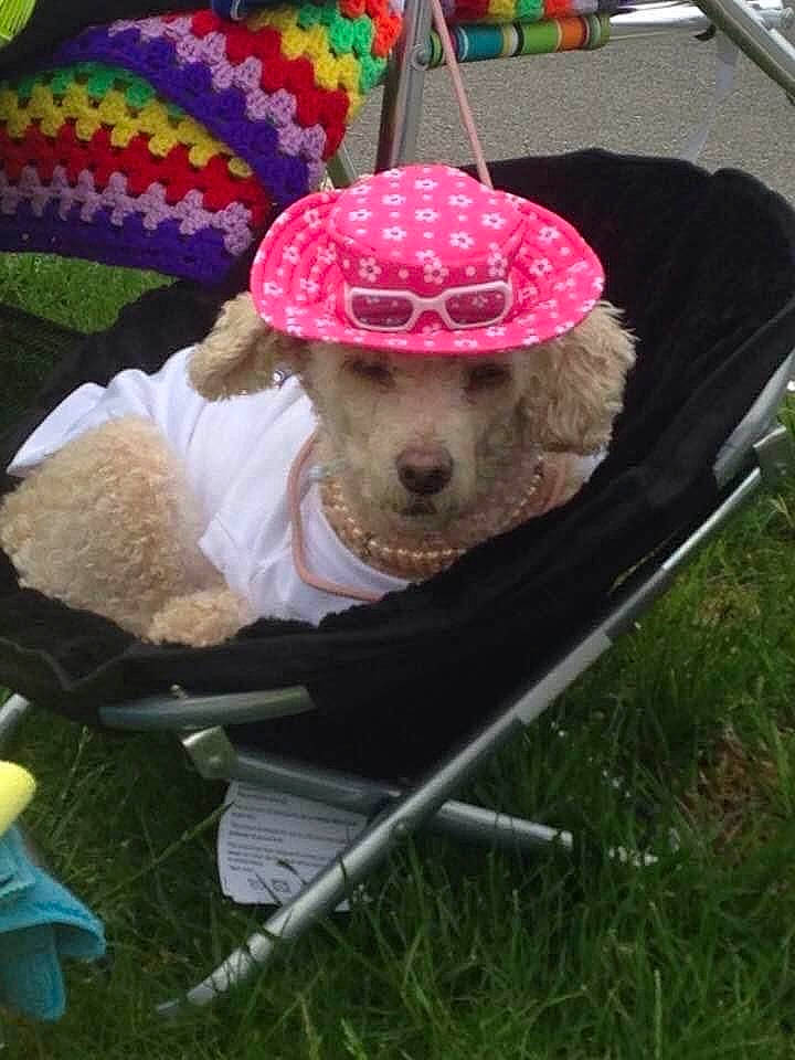Ginger is registered to the contest to win money with this photo: canidae, carnivore, chair, companion_dog, costume_hat, creative_arts, dog, dog_breed, fashion_accessory, fun, grass, hat, magenta, party_supply, pattern, plant, sporting_group, sun_hat, toy, working_animal