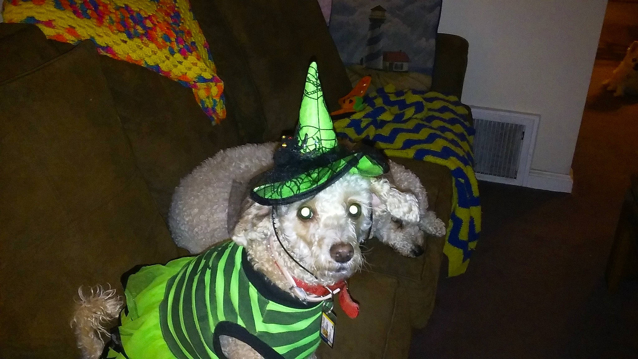 Ginger is registered to the contest to win money with this photo: canidae, carnivore, companion_dog, costume, costume_hat, dog, dog_breed, dog_clothes, dog_supply, event, fang, fashion_accessory, fun, fur, holiday, party_hat, snout, sporting_group, witch_hat, working_animal