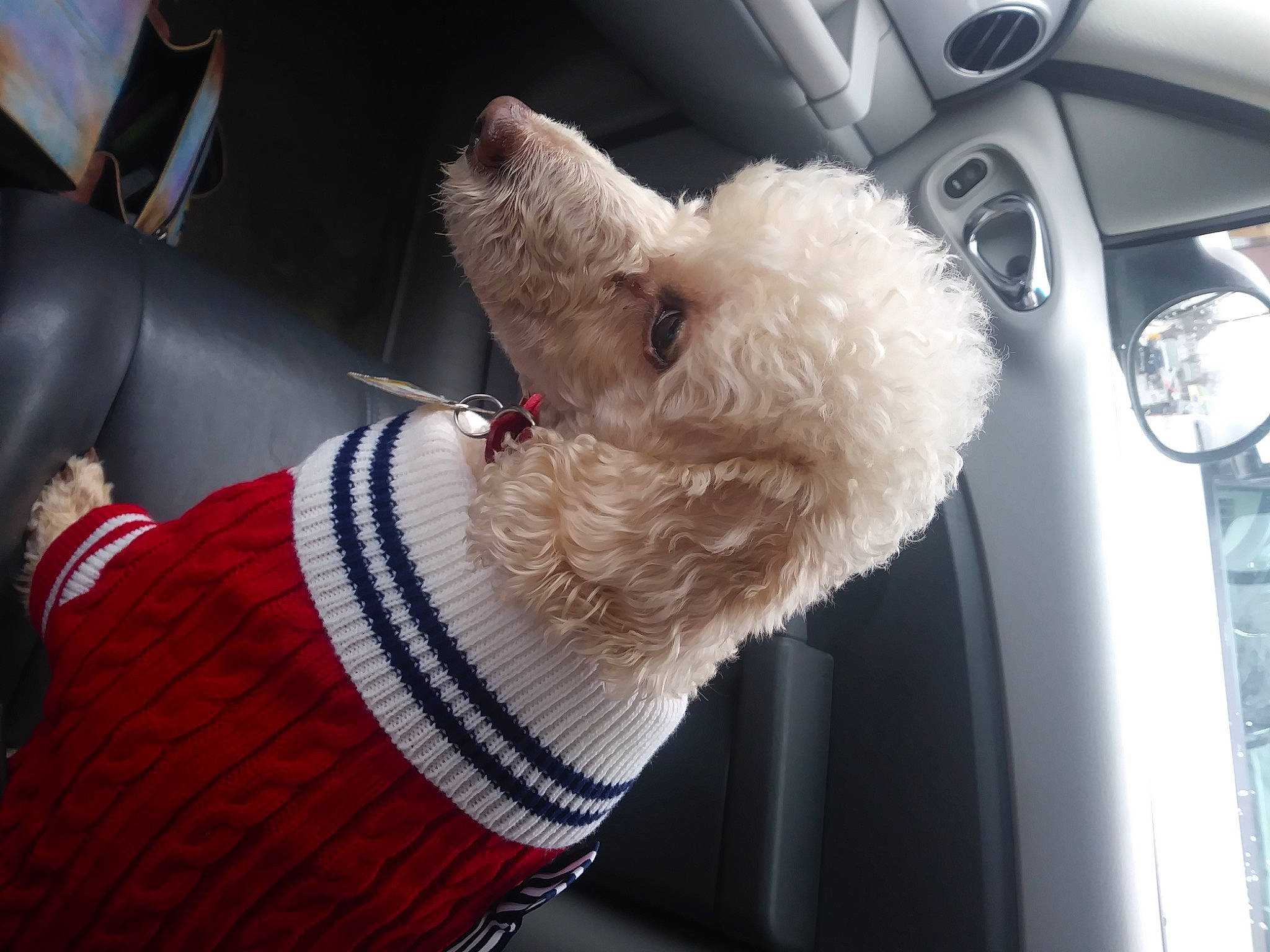 Ginger joined the competition — help win amazing prizes! auto_part, automotive_mirror, car, car_seat, car_seat_cover, carnivore, collar, companion_dog, dog, dog_breed, dog_collar, dog_supply, fawn, human_leg, pet_supply, snout, steering_wheel, vehicle, vehicle_door, working_animal