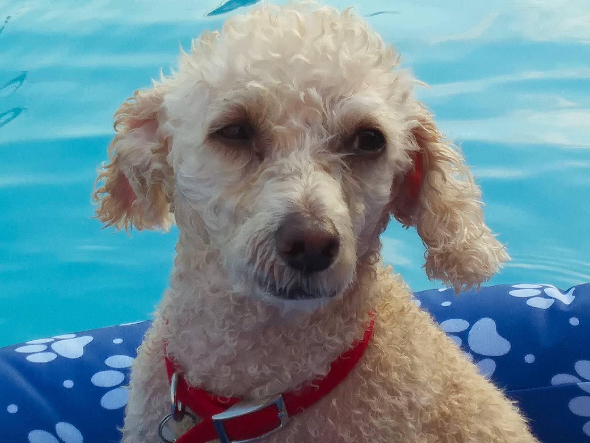 Ginger is registered to the contest to win money with this photo: carnivore, circle, companion_dog, dog, dog_breed, dog_collar, ear, labradoodle, pet_supply, poodle, snout, sporting_group, terrier, water, water_dog, working_animal