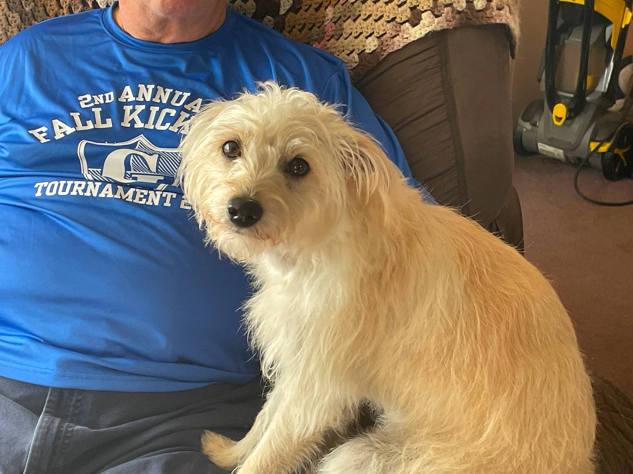 Candy joined the competition — help win amazing prizes! backpack, bag, canidae, carnivore, companion_dog, conformation_show, dog, dog_breed, fur, luggage_and_bags, maltepoo, poodle_crossbreed, puppy, puppy_love, shih_poo, small_terrier, snout, t_shirt, terrier, toy_dog