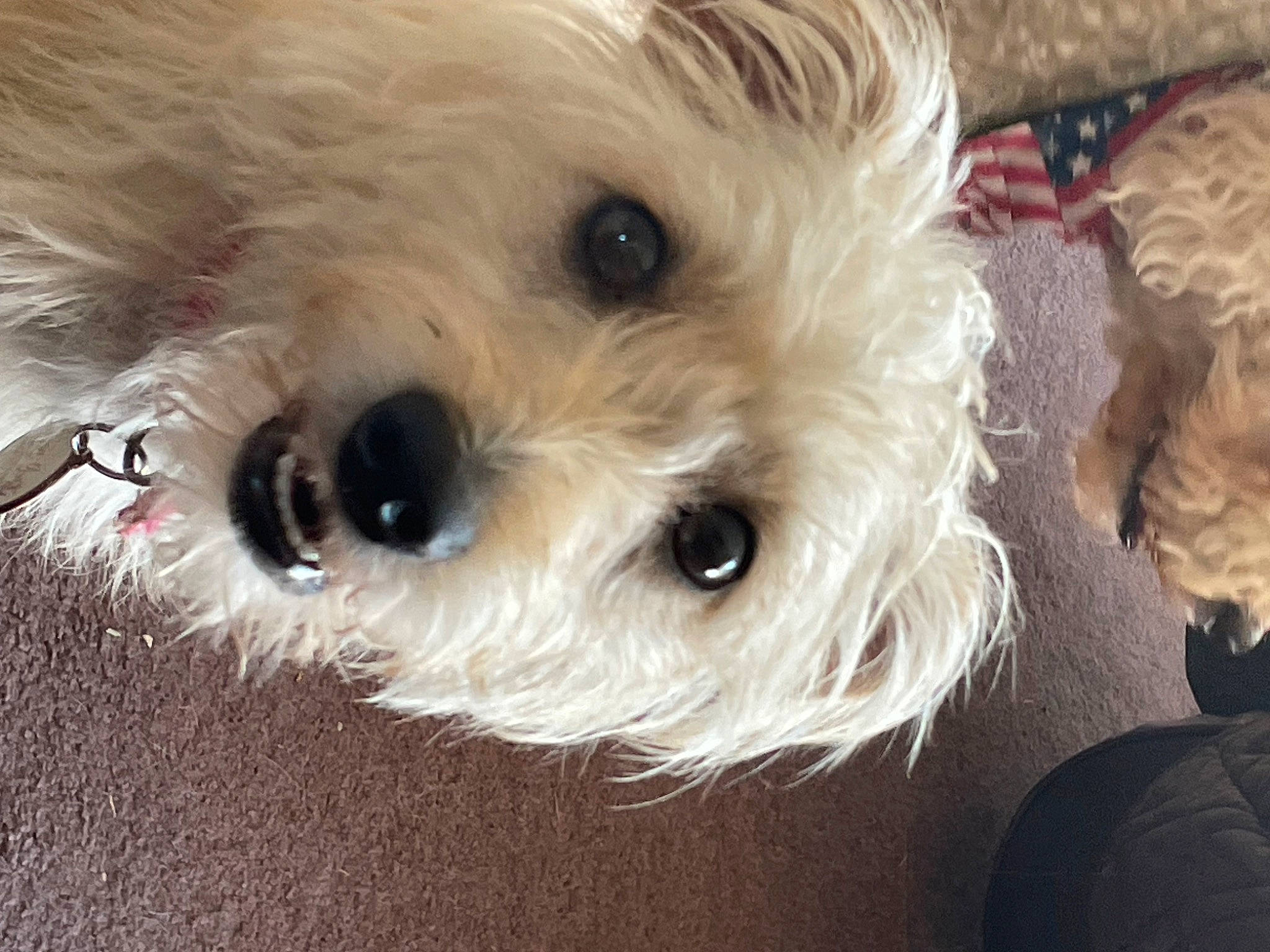 Candy is registered to the contest to win money with this photo: canidae, carnivore, close_up, collar, companion_dog, dog, dog_breed, dog_collar, dog_supply, eye, fur, maltepoo, non_sporting_group, small_terrier, snout, sporting_group, terrestrial_animal, terrier, toy_dog, working_animal