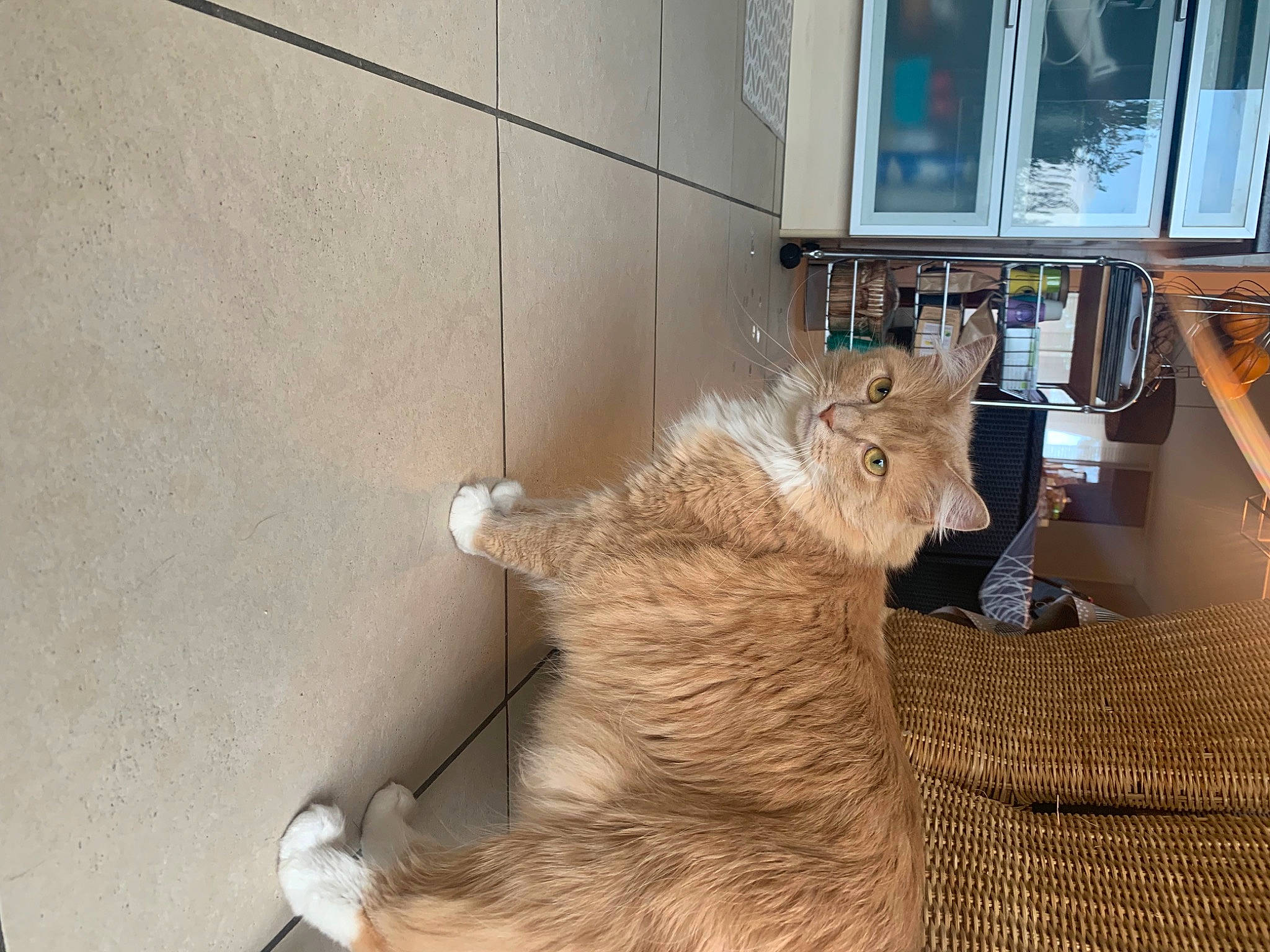 Petra participe au concours pour gagner de l'argent avec cette photo : carnivore, cat, chair, comfort, companion_dog, fawn, felidae, floor, flooring, fur, glass, hardwood, paw, small_to_medium_sized_cats, snout, sporting_group, tail, whiskers, window, wood