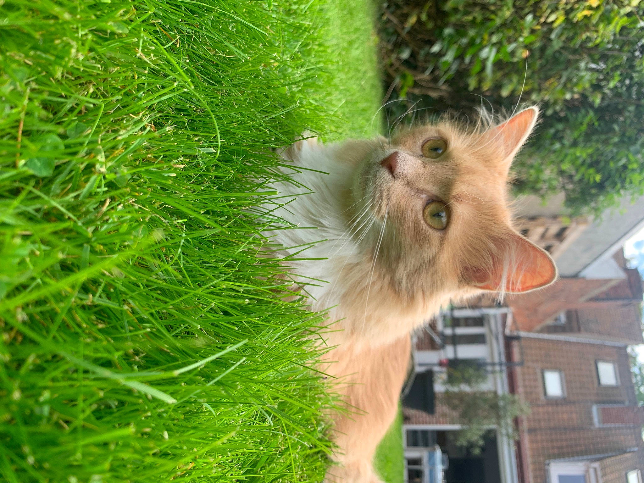 Petra participe au concours pour gagner de l'argent avec cette photo : building, carnivore, cat, eye, fawn, felidae, fur, grass, herb, house, leaf, plant, small_to_medium_sized_cats, snout, tail, terrestrial_plant, tree, whiskers, window, wood