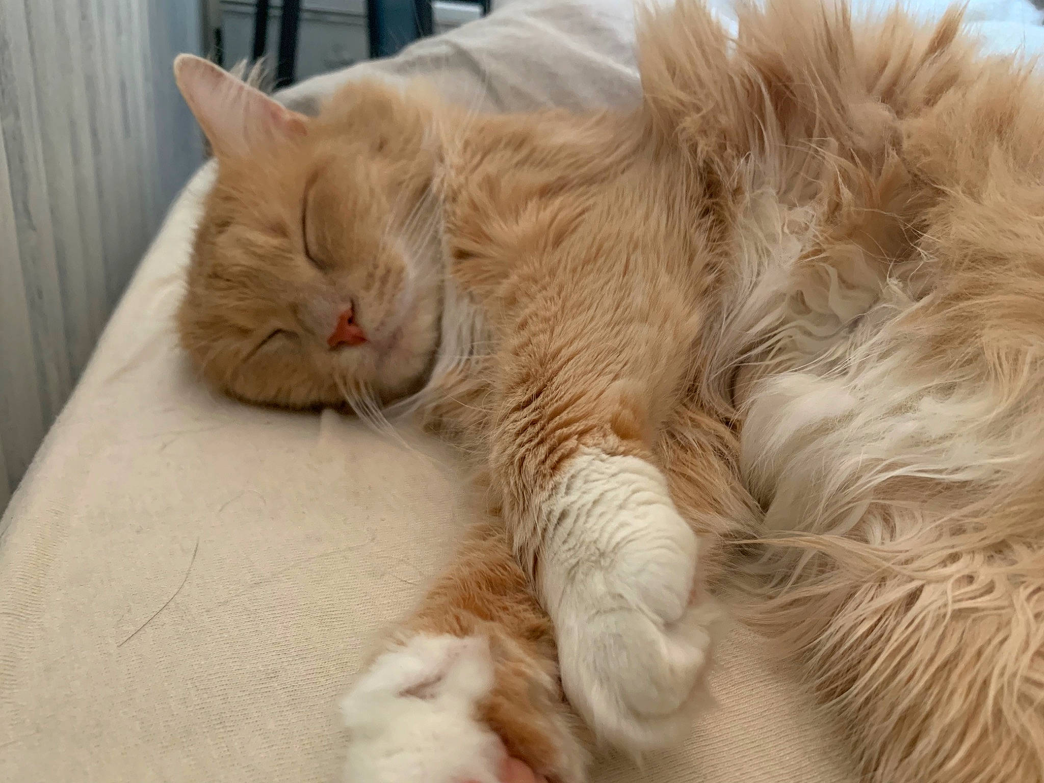 Petra a rejoint le concours — aidez-le/la à gagner de superbes lots ! carnivore, cat, claw, comfort, domestic_short_haired_cat, eye, fawn, felidae, fur, nap, paw, sleep, small_to_medium_sized_cats, snout, tail, whiskers