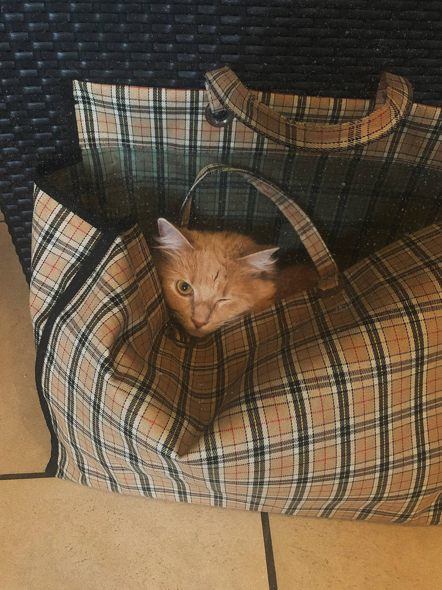 Petra participe au concours pour gagner de l'argent avec cette photo : bag, basket, beige, brown, carnivore, cat, cat_supply, comfort, fawn, felidae, fur, linens, pattern, pet_supply, plaid, small_to_medium_sized_cats, tartan, textile, whiskers, wood