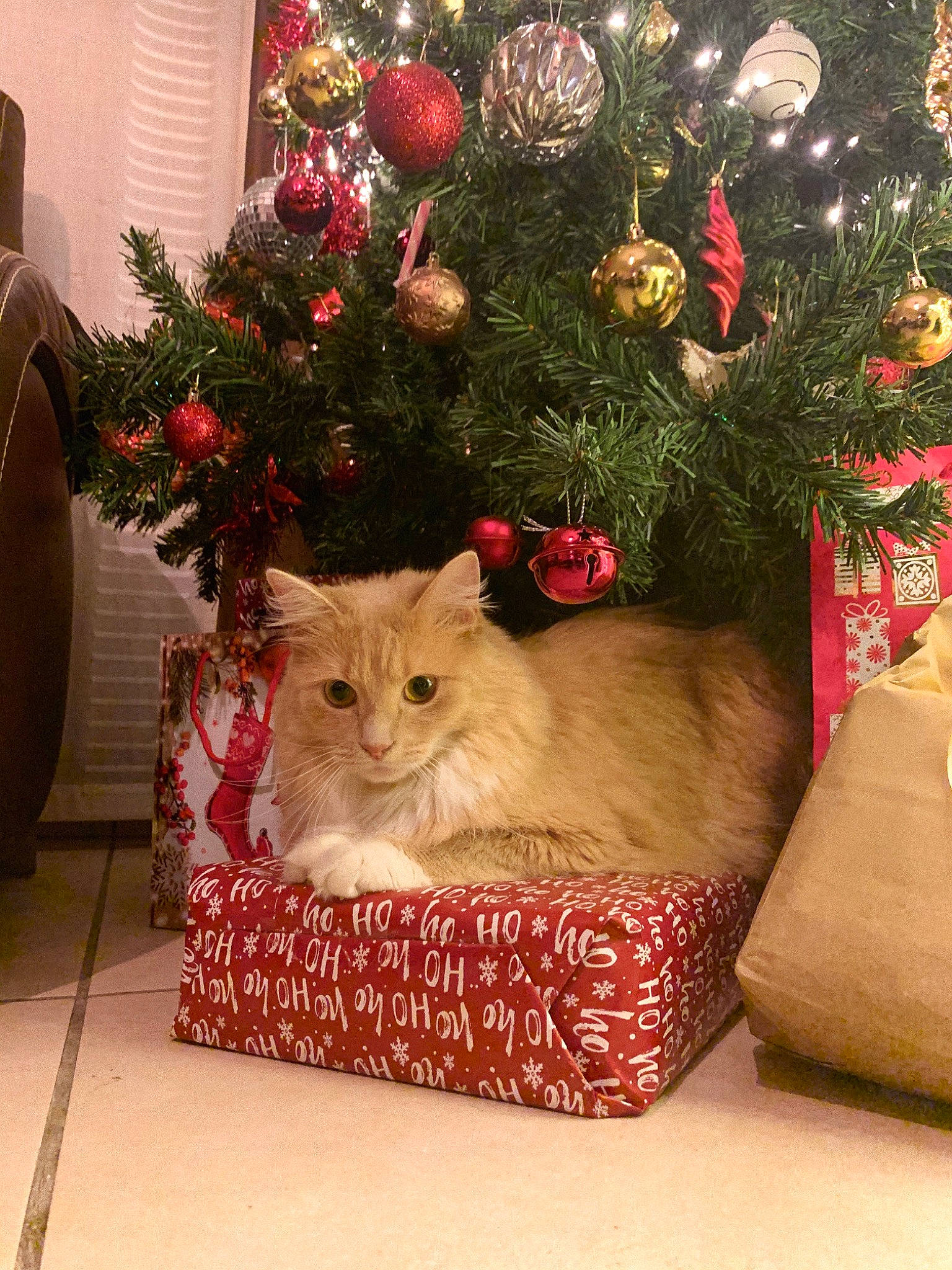 Petra participe au concours pour gagner de l'argent avec cette photo : carnivore, cat, christmas, christmas_decoration, christmas_eve, christmas_ornament, christmas_tree, conifer, event, fawn, felidae, fur, holiday, holiday_ornament, interior_design, ornament, plant, small_to_medium_sized_cats, tree, whiskers