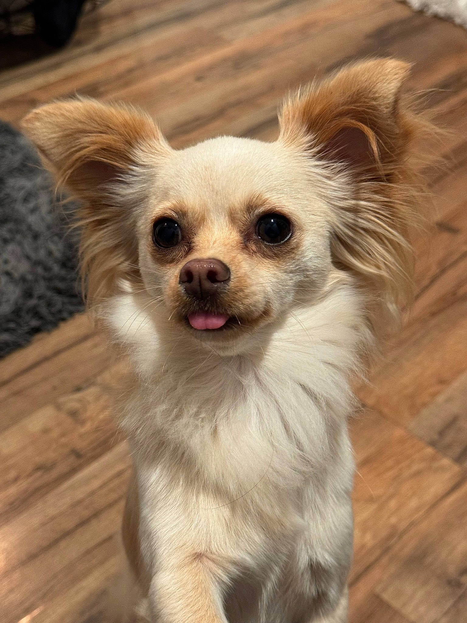 Yeti is registered to the contest to win money with this photo: canidae, carnivore, chihuahua, companion_dog, corgi_chihuahua, dog, dog_breed, dog_supply, fawn, fur, german_spitz, hardwood, russkiy_toy, snout, sporting_group, toy_dog, whiskers, wood, wood_stain, working_animal