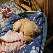 Lucy joined the competition — help win amazing prizes! puppy, dog, sleeping, dog_bed, blanket, paw_print, indoor, wooden_furniture, toy, floor_rug, cozy, pet, young_dog, resting, home, carpet, pink_blanket, plastic_bed, cute, animal