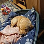 puppy, dog, sleeping, dog_bed, blanket, paw_print, indoor, wooden_furniture, toy, floor_rug, cozy, pet, young_dog, resting, home, carpet, pink_blanket, plastic_bed, cute, animal