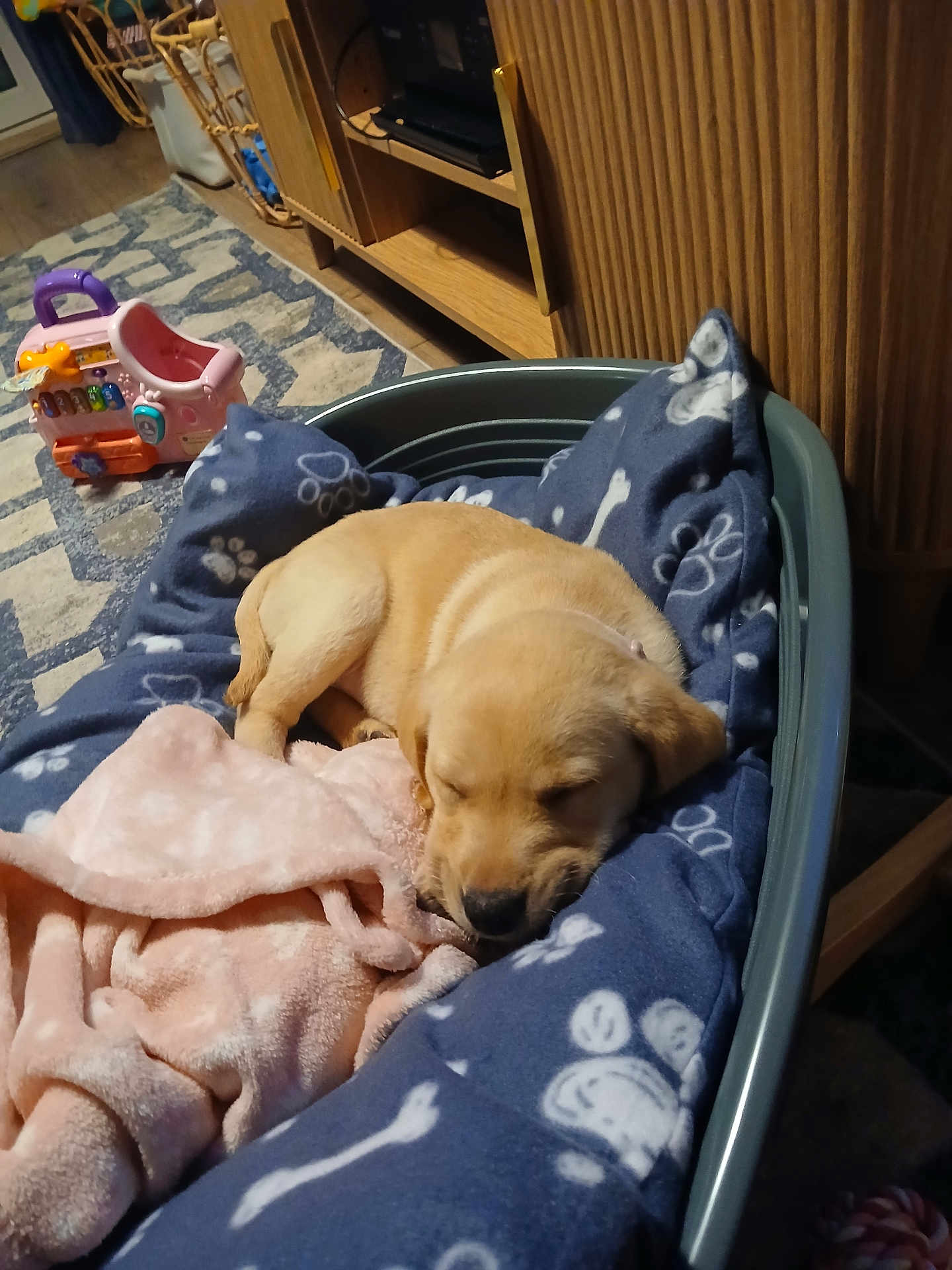 Lucy joined the competition — help win amazing prizes! puppy, dog, sleeping, dog_bed, blanket, paw_print, indoor, wooden_furniture, toy, floor_rug, cozy, pet, young_dog, resting, home, carpet, pink_blanket, plastic_bed, cute, animal