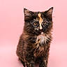 kitten, cat, tortoiseshell, fur, pet, animal, cute, small, sitting, portrait, pink_background, whiskers, ears, eyes, paws, young, feline, fluffy, adorable, studio