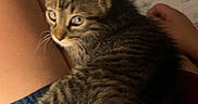Salem is registered to the contest to win money with this photo: kitten, tabby, cat, pet, lap, person, shorts, shirt, bed, blanket, indoor, animal, feline, resting, comfort, cozy, closeup, young, curious, domestic