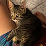 animal, bed, blanket, cat, closeup, comfort, cozy, curious, domestic, feline, indoor, kitten, lap, person, pet, resting, shirt, shorts, tabby, young