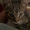 animal, background_blur, cat, close_up, curious, cute, domestic_cat, ears, eyes, feline, fur_pattern, indoors, kitten, looking, pet, portrait, soft_surface, striped_fur, whiskers, young