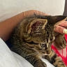 Salem is registered to the contest to win money with this photo: kitten, tabby, cat, pet, animal, feline, whiskers, fur, hand, person, lap, curious, domestic, cute, young, indoor, closeup, soft, resting, comfort