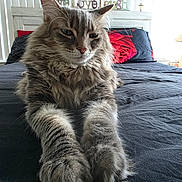 Oliver joined the competition — help win amazing prizes! cat, fluffy_cat, bed, pillow, black_bedspread, gray_cat, indoor, pet, feline, relaxed, stretching, whiskers, ears, fur, sleepy, decor, window_blinds, headboard, home, cozy