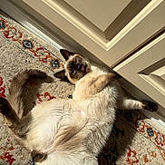 Zues joined the competition — help win amazing prizes! cat, siamese_cat, pet, fur, tongue_out, lying_on_back, carpet, cabinet, door, sunlight, shadow, whiskers, paws, tail, indoor, cute, relaxed, napping, home, playful