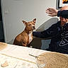 arm, brown_dog, clothing, dining_room, dog, food, furniture, glass, hand, indoor, man, person, picture_frame, placemat, plate, shadow, sitting, table, wall, white_tablecloth