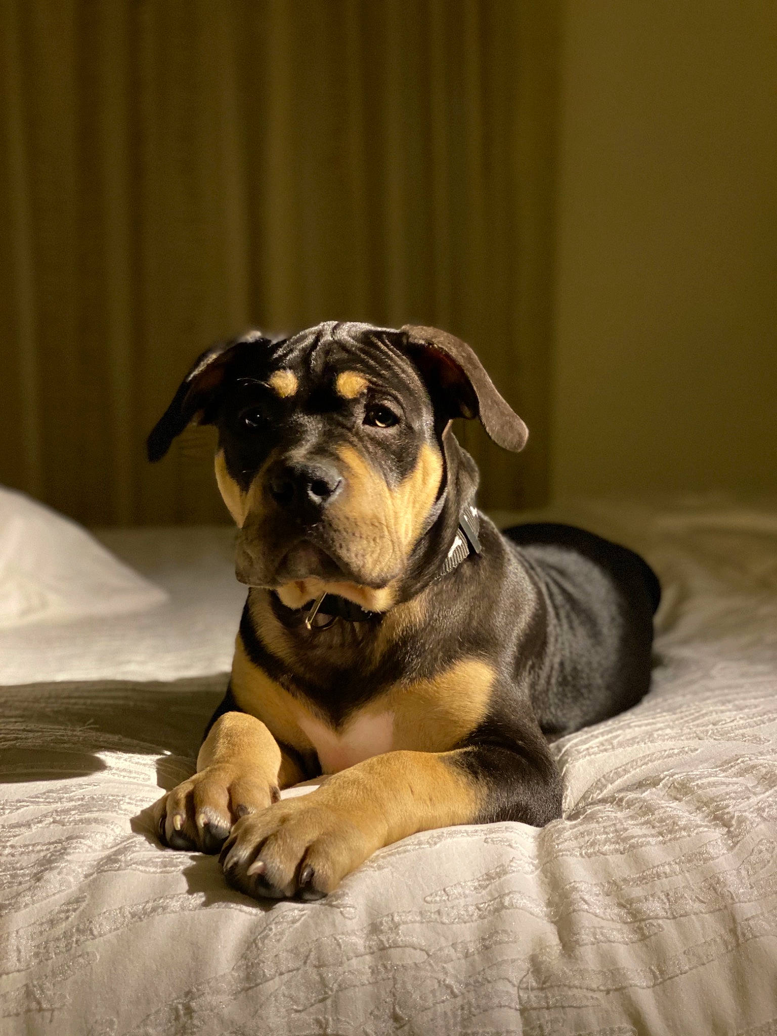 Spike is registered to the contest to win money with this photo: bullmastiff, cane_corso, canidae, carnivore, companion_dog, dog, dog_breed, fawn, mammal, paw, puppy, skin, snout, sporting_group, vertebrate, whiskers