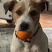 Max joined the competition — help win amazing prizes! dog, pet, canine, sitting, orange_ball, toy, playing, indoors, home, rug, floor, doorway, collar, short_hair, white_fur, brown_patches, floppy_ears, black_nose, front_view, portrait