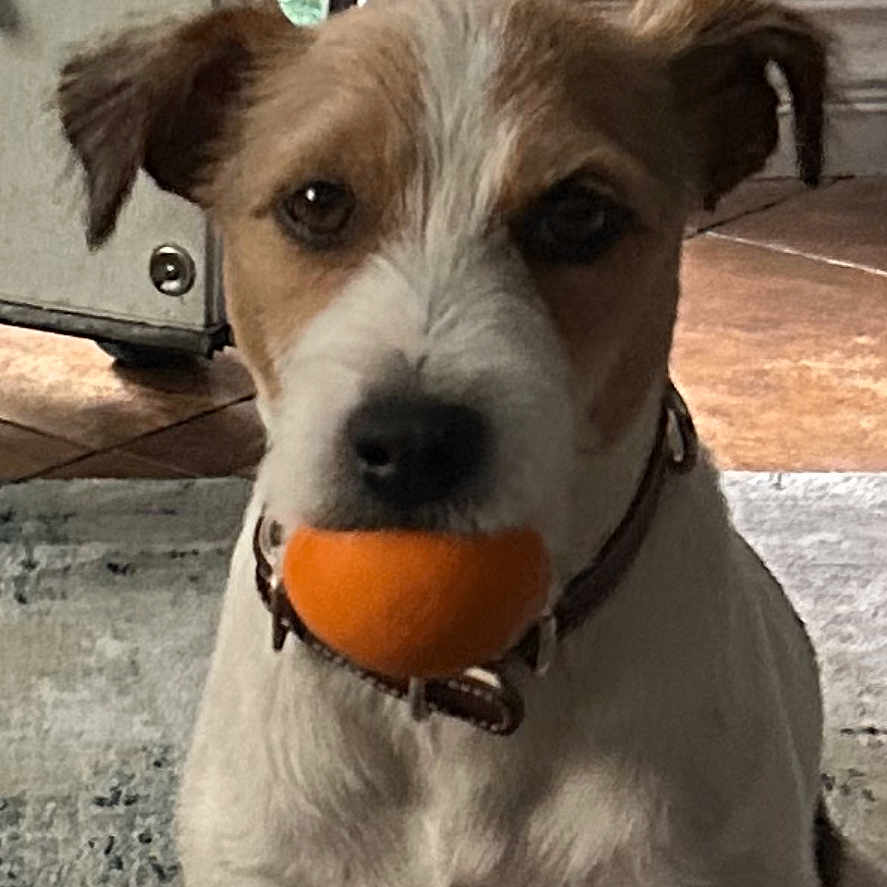 Max joined the competition — help win amazing prizes! dog, pet, canine, sitting, orange_ball, toy, playing, indoors, home, rug, floor, doorway, collar, short_hair, white_fur, brown_patches, floppy_ears, black_nose, front_view, portrait