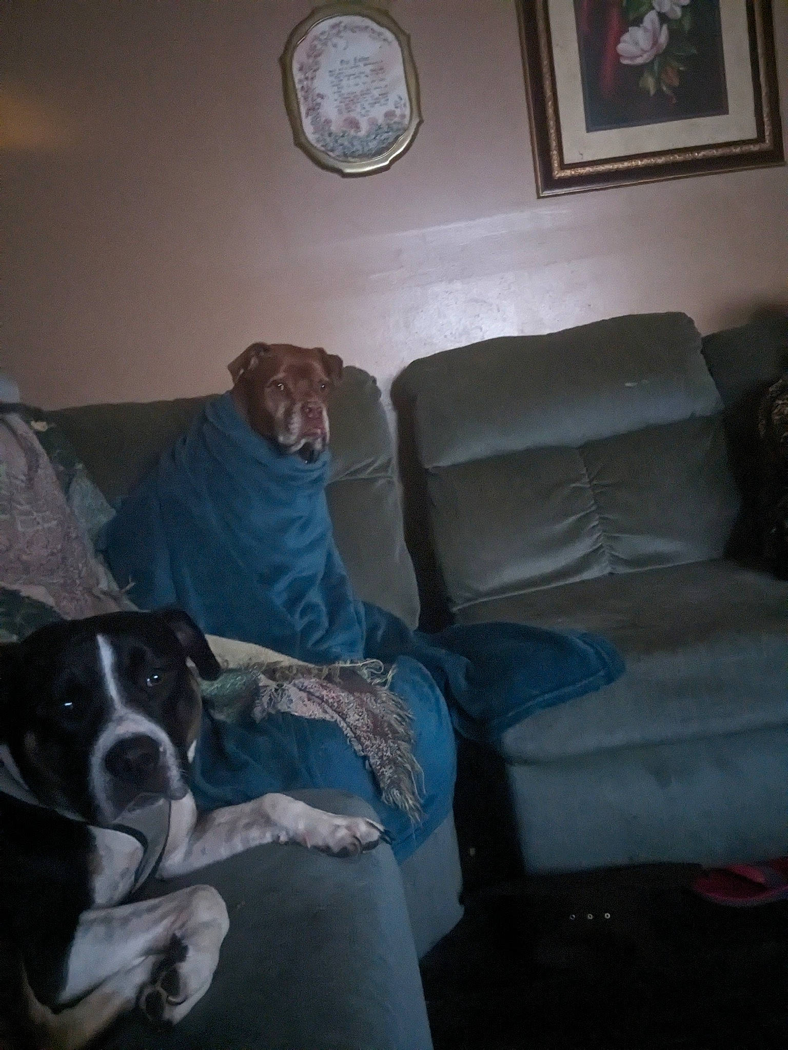 Cosmo is registered to the contest to win money with this photo: carnivore, ceiling, circle, clock, comfort, companion_dog, couch, dog, dog_breed, floor, flooring, hardwood, living_room, paint, picture_frame, room, sporting_group, white, wood, working_animal