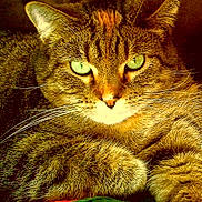 Mermaid joined the competition — help win amazing prizes! cat, tabby_cat, green_eyes, close_up, fur, whiskers, pet, animal, indoor, cozy, knitted_blanket, colorful, relaxed, feline, cute, portrait, resting, domestic_cat, warm_lighting, soft_texture