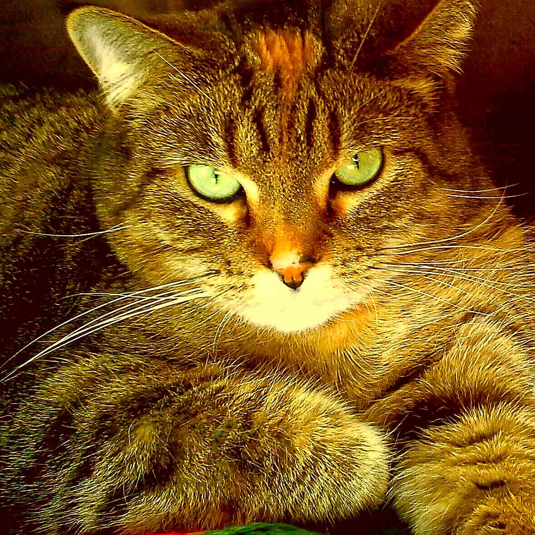 Mermaid joined the competition — help win amazing prizes! cat, tabby_cat, green_eyes, close_up, fur, whiskers, pet, animal, indoor, cozy, knitted_blanket, colorful, relaxed, feline, cute, portrait, resting, domestic_cat, warm_lighting, soft_texture