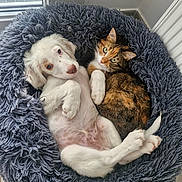 Ary participe au concours pour gagner de l'argent avec cette photo : cat, dog, pets, pet_bed, fluffy_bed, cozy, cuddling, snuggling, looking_at_camera, puppy, calico_cat, white_dog, fur, indoor, window, grass_outside, relaxed, cute, companion, portrait